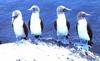 Blue-footed Booby flock (Sula nebouxii)