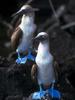 Blue-footed Booby pair (Sula nebouxii)