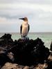 Blue-footed Booby (Sula nebouxii)