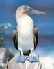 Blue-footed Booby (Sula nebouxii)