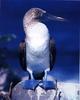 Blue-footed Booby (Sula nebouxii)