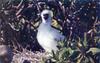 Blue-footed Booby chick (Sula nebouxii)