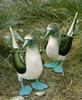 Blue-footed Booby pair (Sula nebouxii)