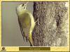 Grey-headed Green Woodpecker (Picus canus)