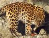 Amur Leopard (Panthera pardus orientalis)