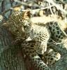 African Leopard cub (Panthera pardus)