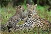 African Leopard mother and cub (Panthera pardus)