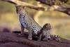 African Leopard mother and cub (Panthera pardus)