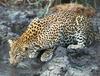 African Leopard lapping water (Panthera pardus)