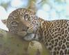 African Leopard (Panthera pardus)