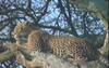 African Leopard (Panthera pardus)