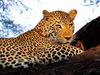 African Leopard (Panthera pardus)