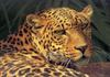 African Leopard (Panthera pardus)