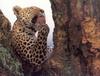 African Leopard (Panthera pardus)