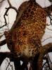 African Leopard (Panthera pardus)