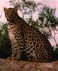 African Leopard (Panthera pardus)