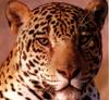 African Leopard (Panthera pardus)