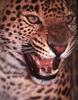 African Leopard (Panthera pardus)