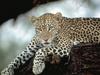 African Leopard (Panthera pardus)