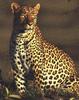 African Leopard (Panthera pardus)