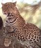 African Leopard (Panthera pardus)