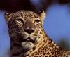 African Leopard (Panthera pardus)