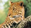 African Leopard (Panthera pardus)