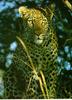 African Leopard (Panthera pardus)