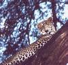 African Leopard (Panthera pardus)