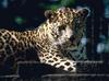 African Leopard (Panthera pardus)