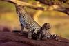 African Leopard mother and cub (Panthera pardus)