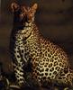 African Leopard (Panthera pardus)