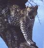 African Leopard (Panthera pardus)