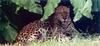 African Leopard (Panthera pardus)