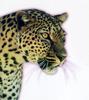 African Leopard (Panthera pardus)