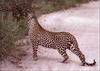 African Leopard (Panthera pardus)