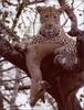 African Leopard (Panthera pardus)