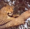 African Leopard (Panthera pardus)