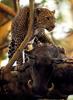 African Leopard (Panthera pardus)