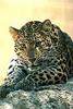 African Leopard (Panthera pardus)