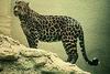 African Leopard (Panthera pardus)