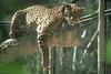 African Leopard (Panthera pardus)