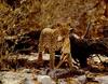 African Leopard (Panthera pardus)