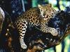 African Leopard (Panthera pardus)