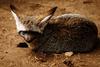 Bat-eared Fox (Otocyon megalotis)