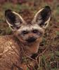 Bat-eared Fox (Otocyon megalotis)