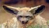 Bat-eared Fox (Otocyon megalotis)