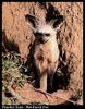 Bat-eared Fox (Otocyon megalotis)