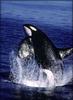 Killer Whale (Orcinus orca)