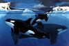[Animal Art] Polar Bears & Killer Whales (Orcinus orca)